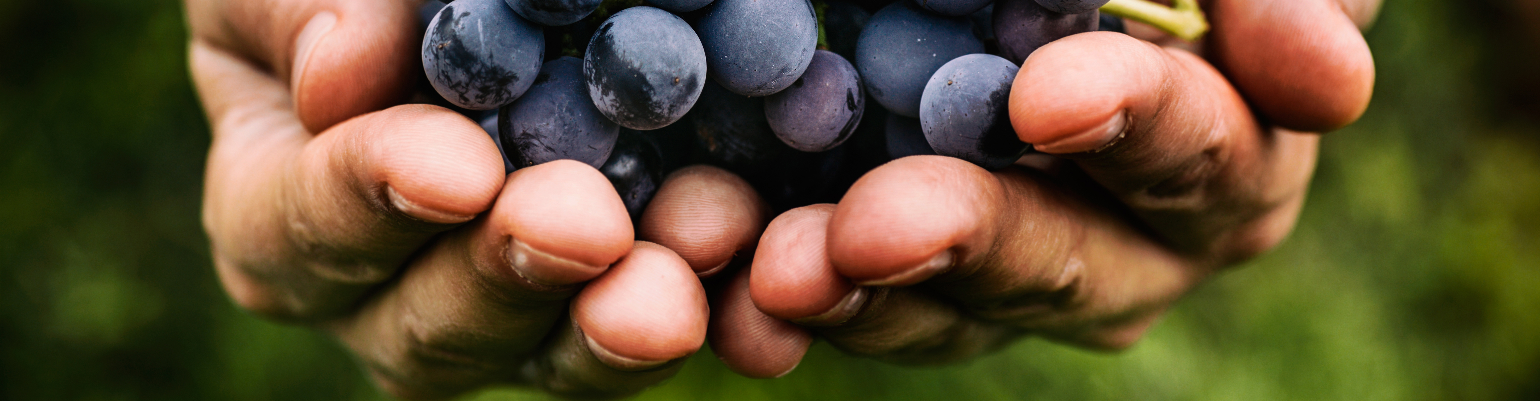 Hands holding a bunch of red grapes.