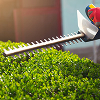 Electric landscape trimmers trimming boxwood hedge.